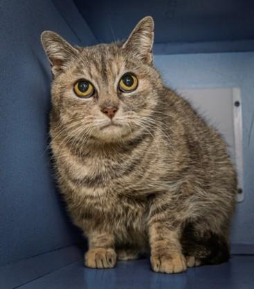 ALIMONY, Adoptable, Adult Female Domestic Short Hair & Domestic Short Hair.