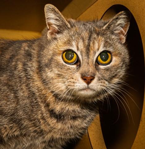 ALIMONY, Adoptable, Adult Female Domestic Short Hair & Domestic Short Hair.