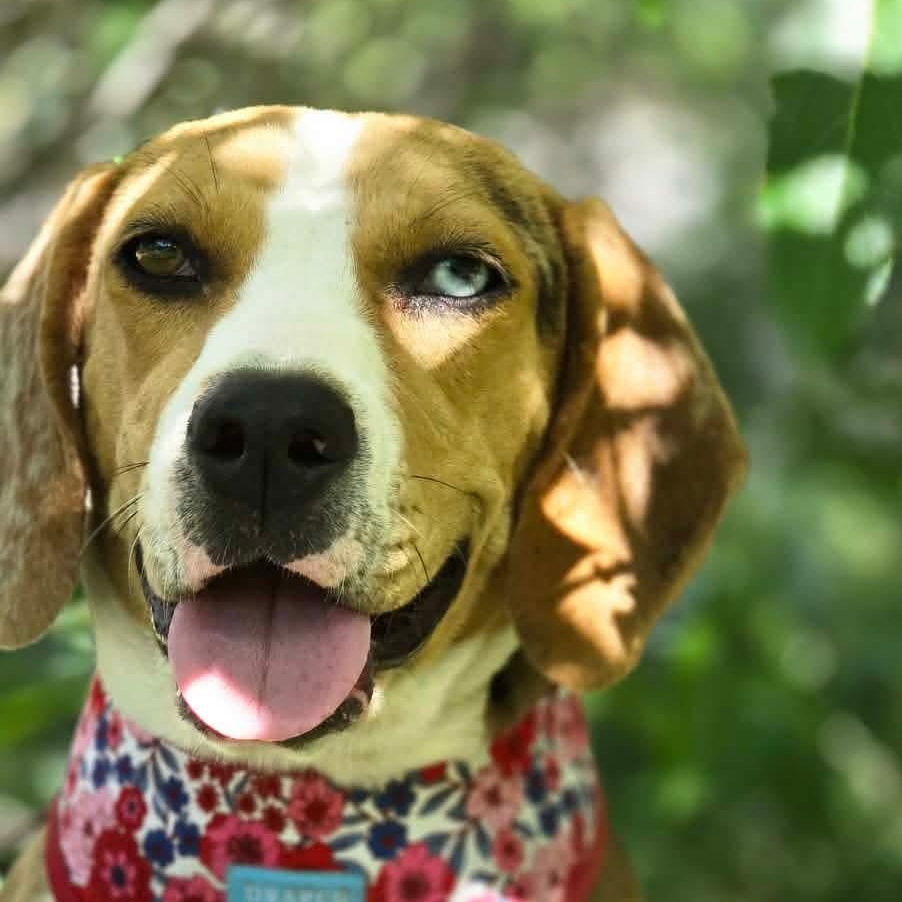 Dottie, Adoptable, Adult Female Beagle & Catahoula Leopard Dog.