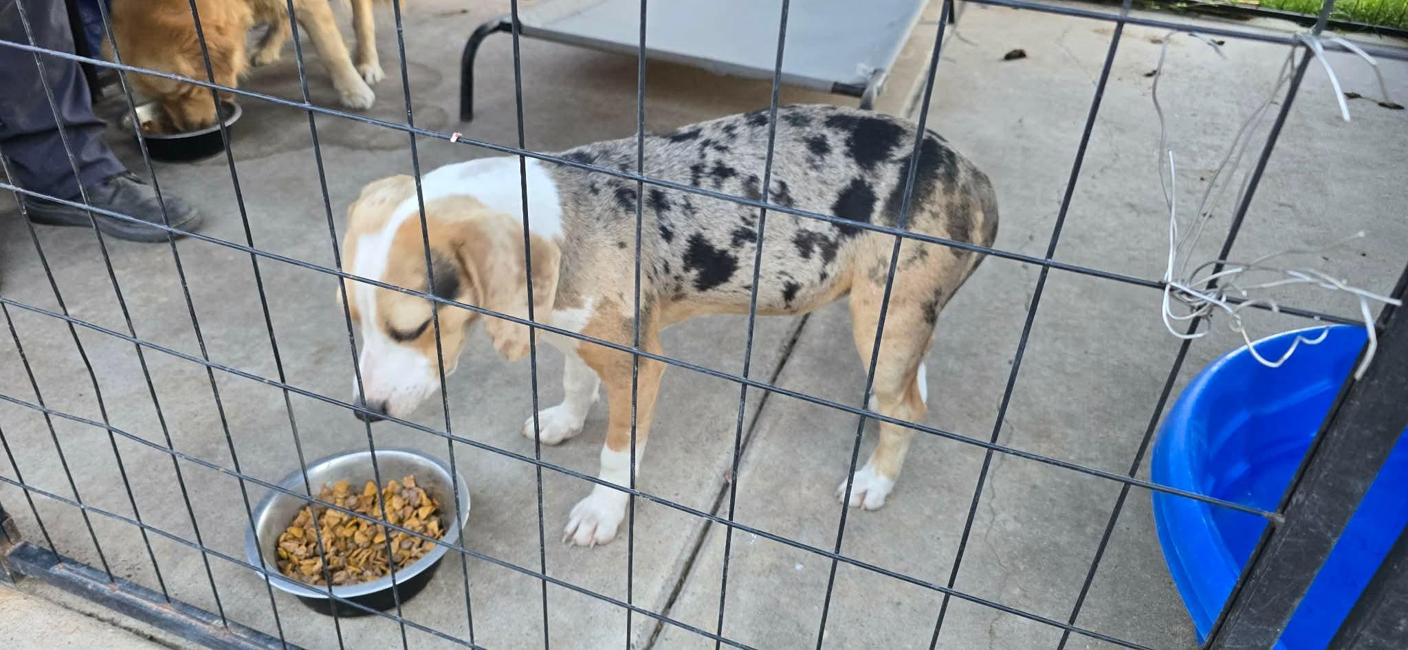 Enlarge Dottie, a Adoptable mixed breed in Boise, ID image 3/4