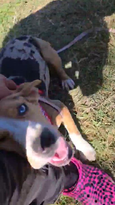 Enlarge Dottie, a Adoptable mixed breed in Boise, ID video 2/4