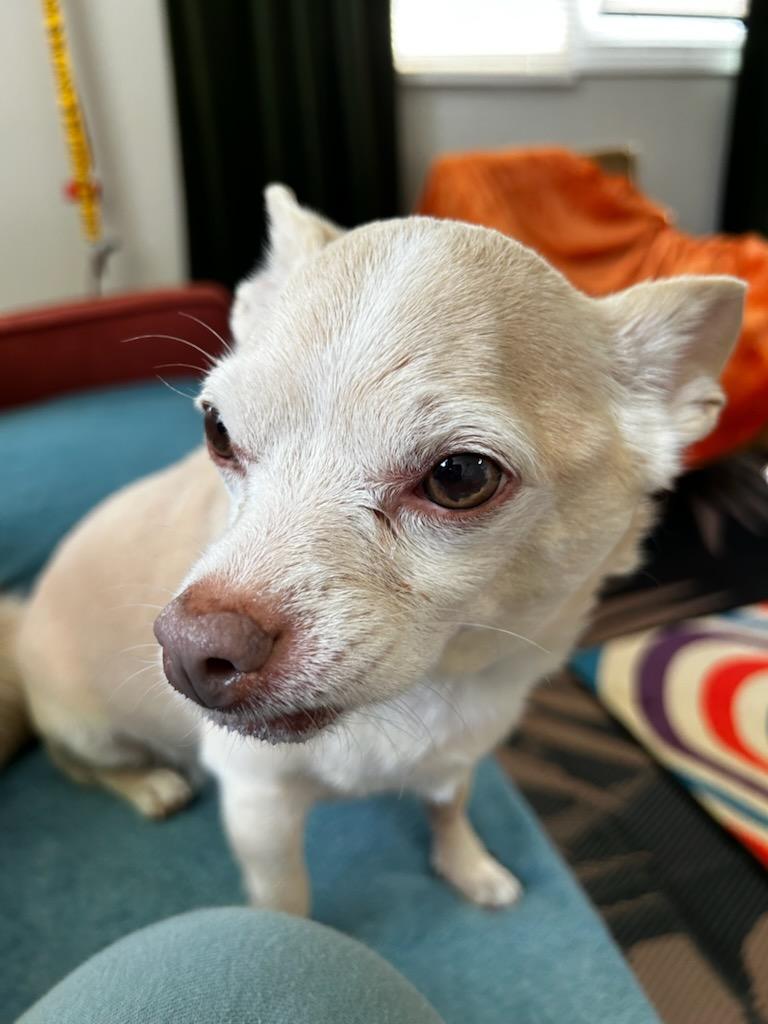 Enlarge Cheeto, a Adoptable Chihuahua in Concord, NC image 4/6