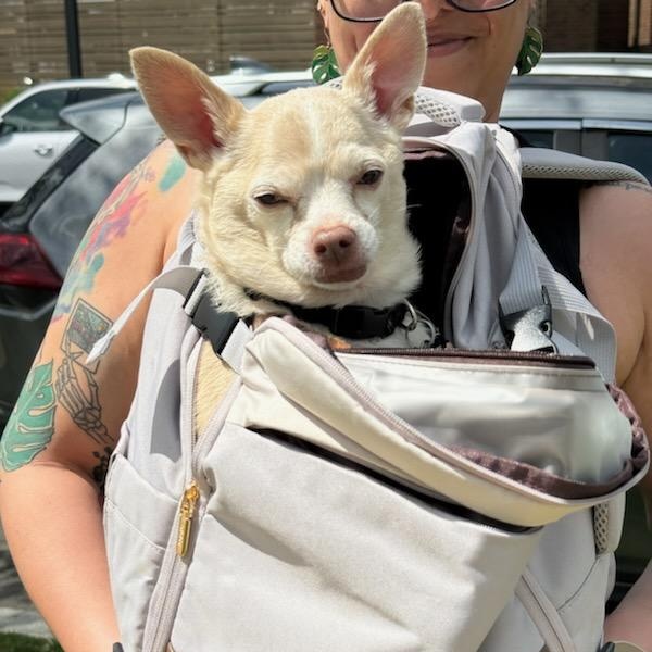 Enlarge Cheeto, a Adoptable Chihuahua in Concord, NC image 3/6