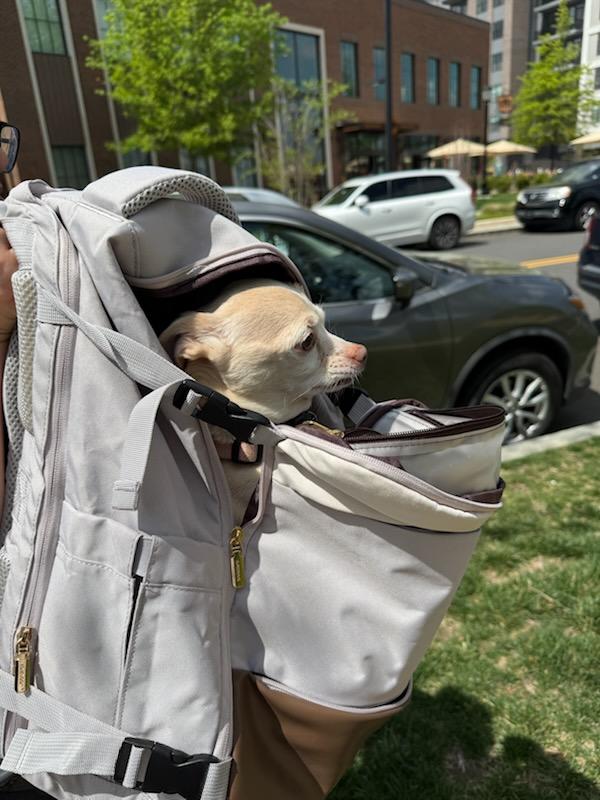 Enlarge Cheeto, a Adoptable Chihuahua in Concord, NC image 6/6