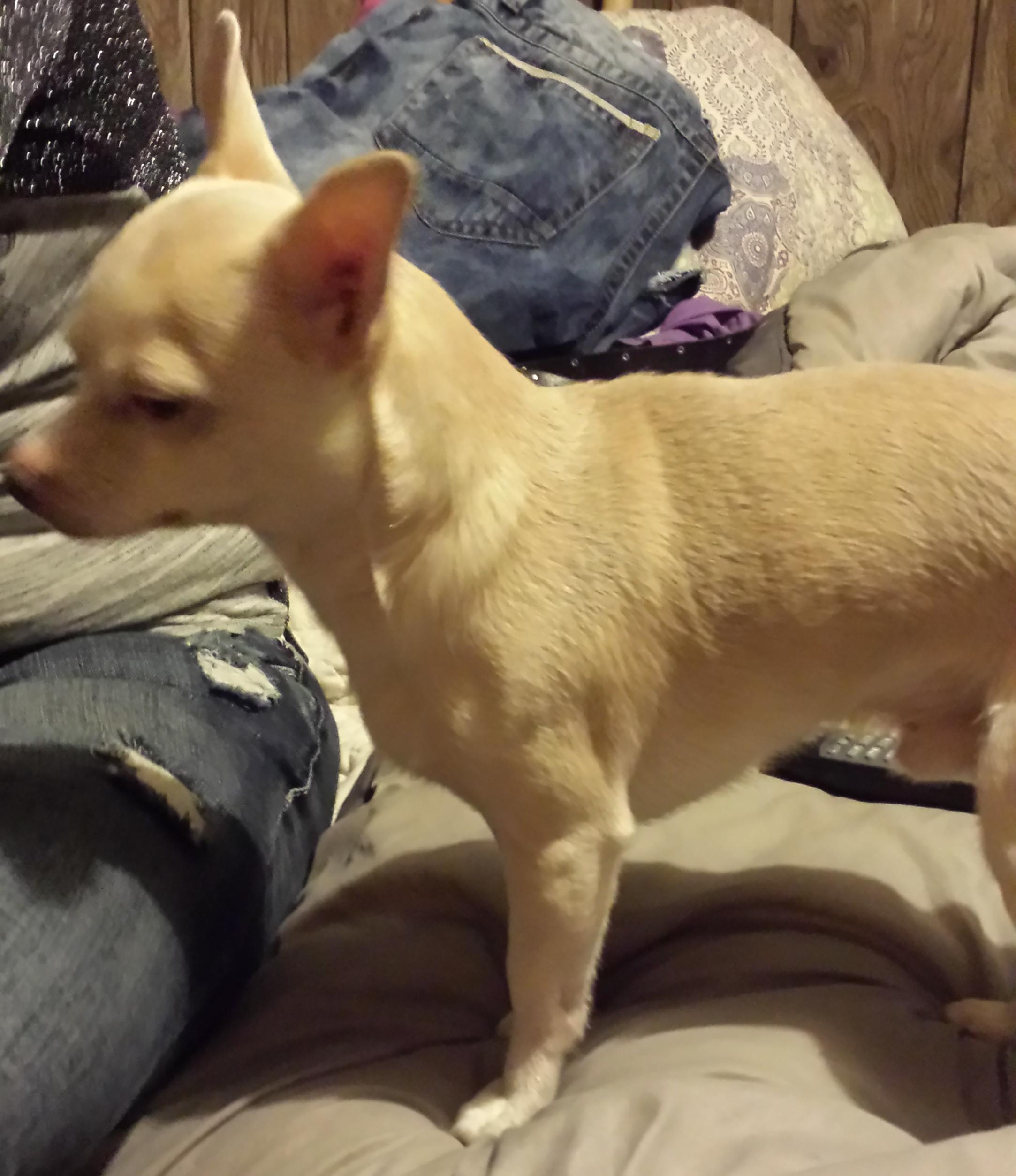 Enlarge Cheeto, a Adoptable Chihuahua in Concord, NC image 5/6