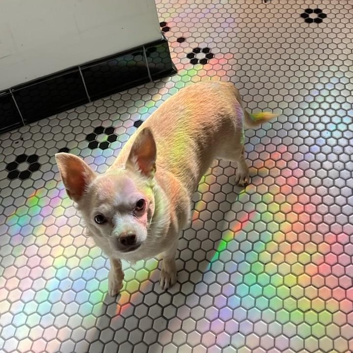 Enlarge Cheeto, a Adoptable Chihuahua in Concord, NC image 1/6