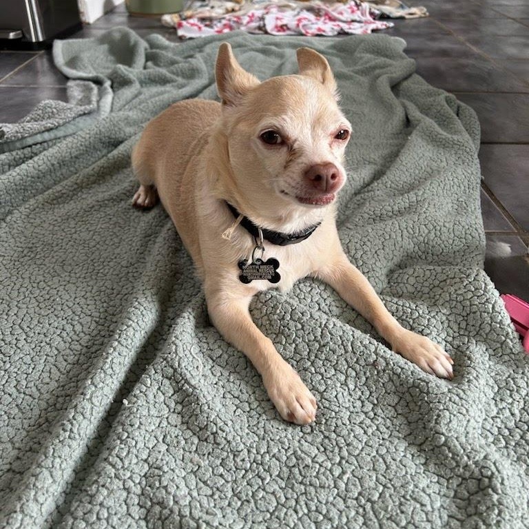 Enlarge Cheeto, a Adoptable Chihuahua in Concord, NC image 2/6