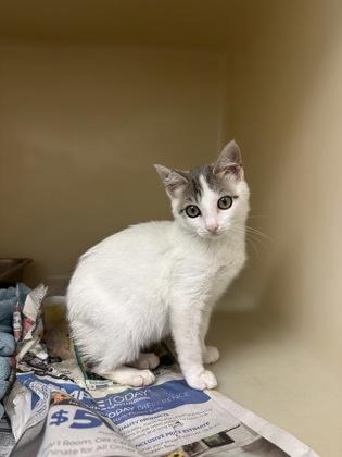 Tail Pending, Adoptable, Young Female Domestic Short Hair & Domestic Short Hair.
