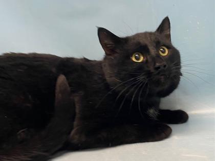 Enlarge Shadow, a Adoptable Domestic Short Hair in Golden Valley, MN image 1/1