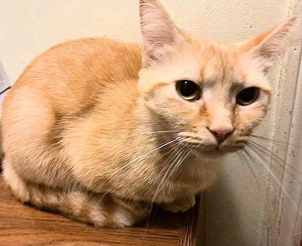 Enlarge Sweetie Pie, a Adoptable Tabby in Rutherfordton, NC image 1/1