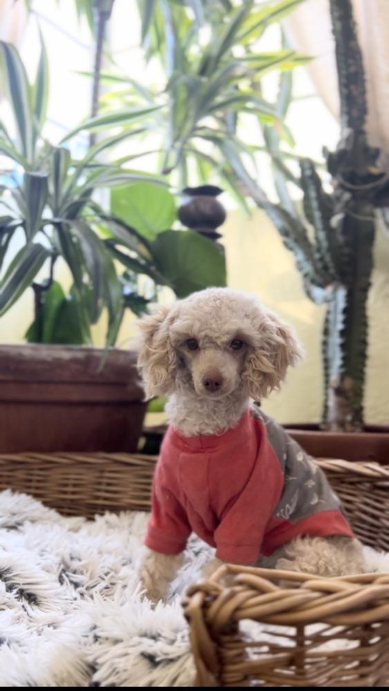 Penelope, Adoptable, Young Female Poodle.