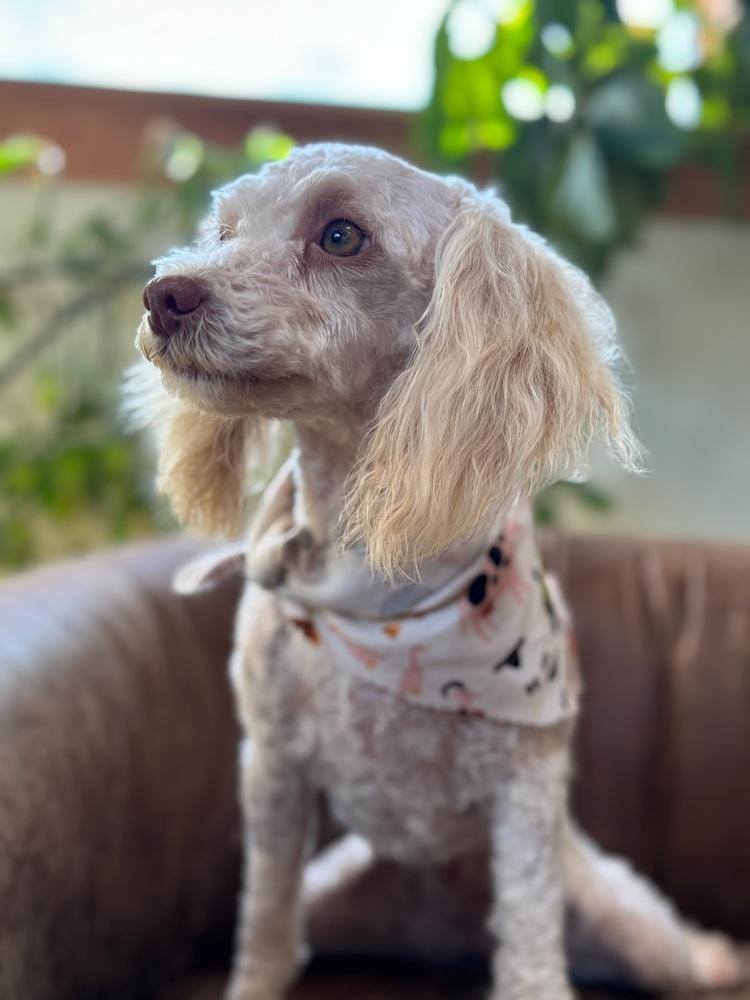Enlarge Penelope, a Adoptable Poodle in Tucson, AZ image 2/4