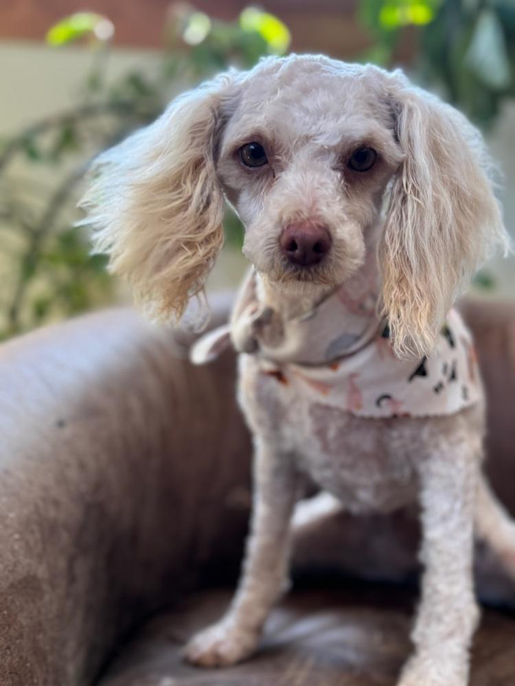 Enlarge Penelope, a Adoptable Poodle in Tucson, AZ image 3/4