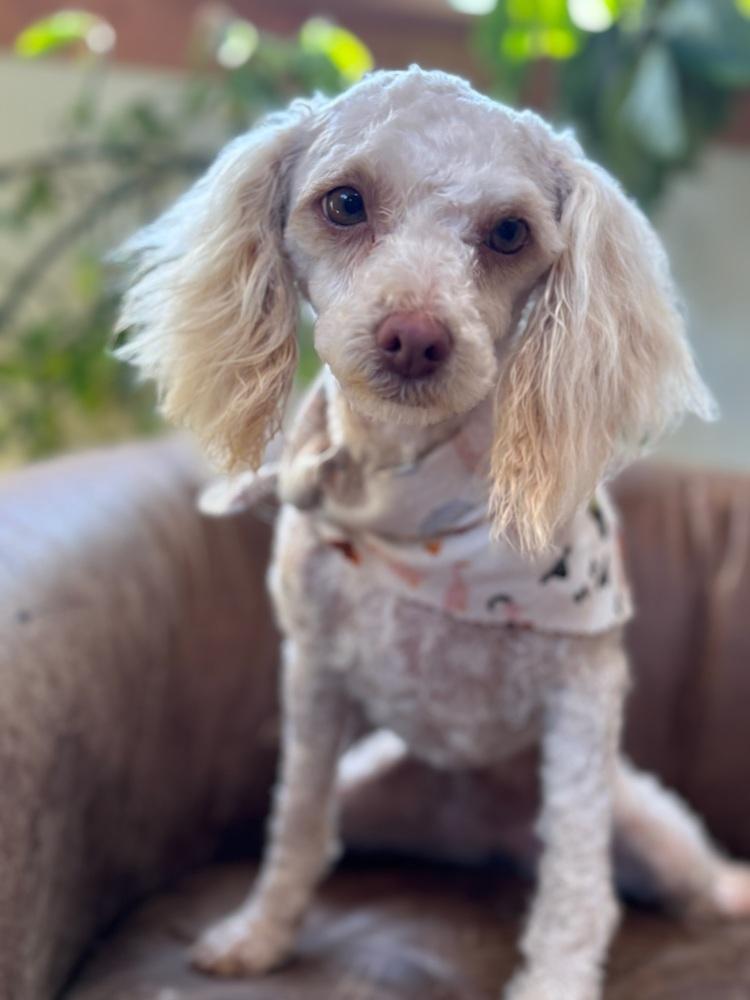 Enlarge Penelope, a Adoptable Poodle in Tucson, AZ image 4/4
