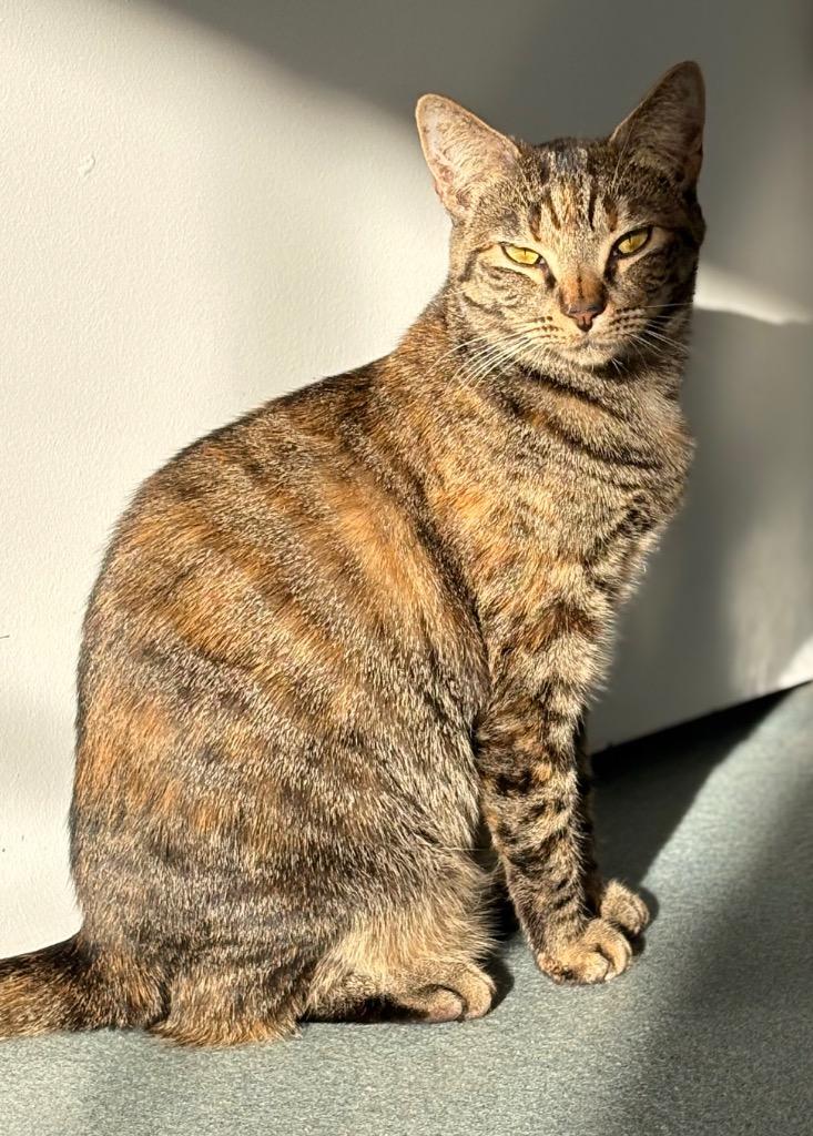 Kiri, Adoptable, Young Female Domestic Short Hair.