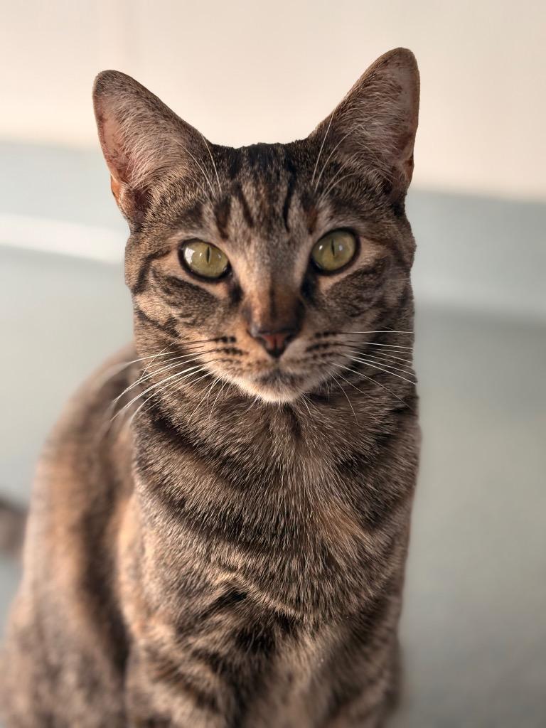 Enlarge Kiri, a Adoptable mixed breed in Cumberland, ME image 2/3