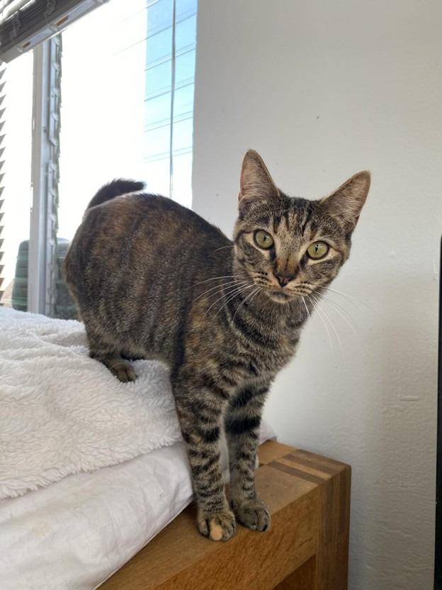 Enlarge Kiri, a Adoptable mixed breed in Cumberland, ME image 3/3