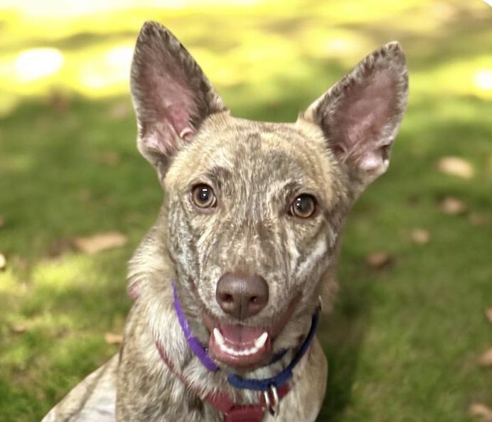 Enlarge Ray, a ADOPTABLE mixed breed in San Francisco, CA image 1/1