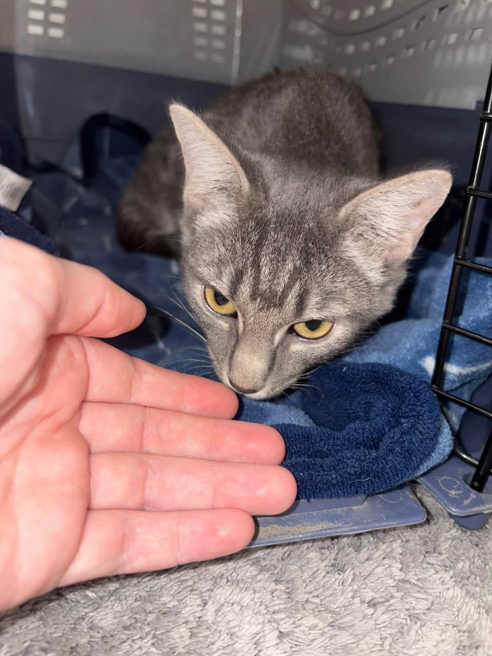 Pixie (Kitty), Adoptable, Kitten Female Domestic Short Hair.