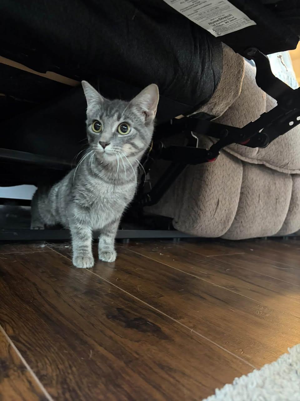 Enlarge Pixie (Kitty), a Adoptable Domestic Short Hair in Ashville, OH image 2/3