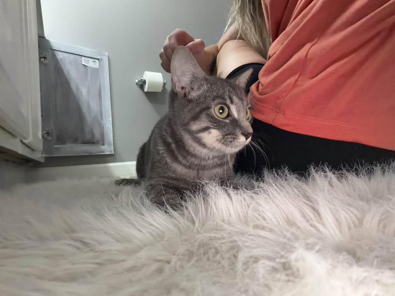 Enlarge Pixie (Kitty), a Adoptable Domestic Short Hair in Ashville, OH image 3/3