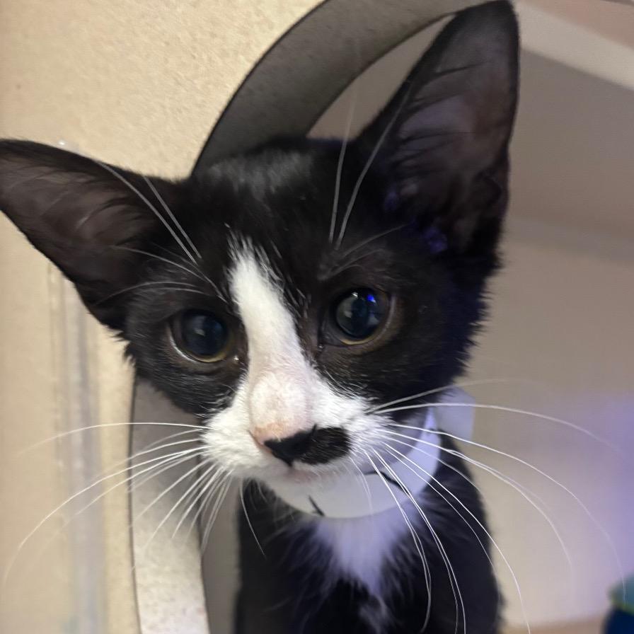 Connie — thumbnail 2