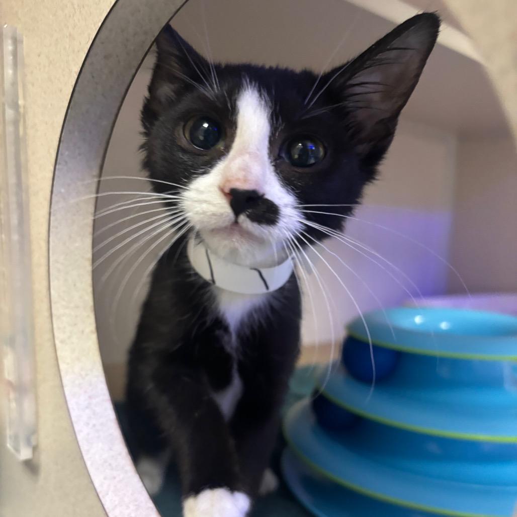 Connie — thumbnail 3