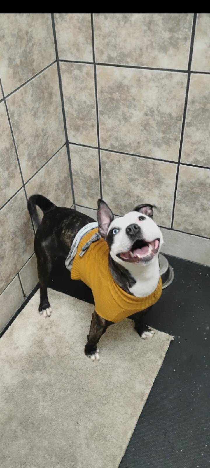 Enlarge Lana, an adopted mixed breed in CHARLEROI, PA image 2/4