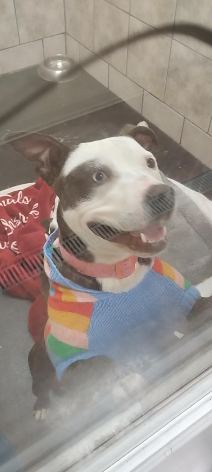 Enlarge Lana, an adopted mixed breed in CHARLEROI, PA image 4/4