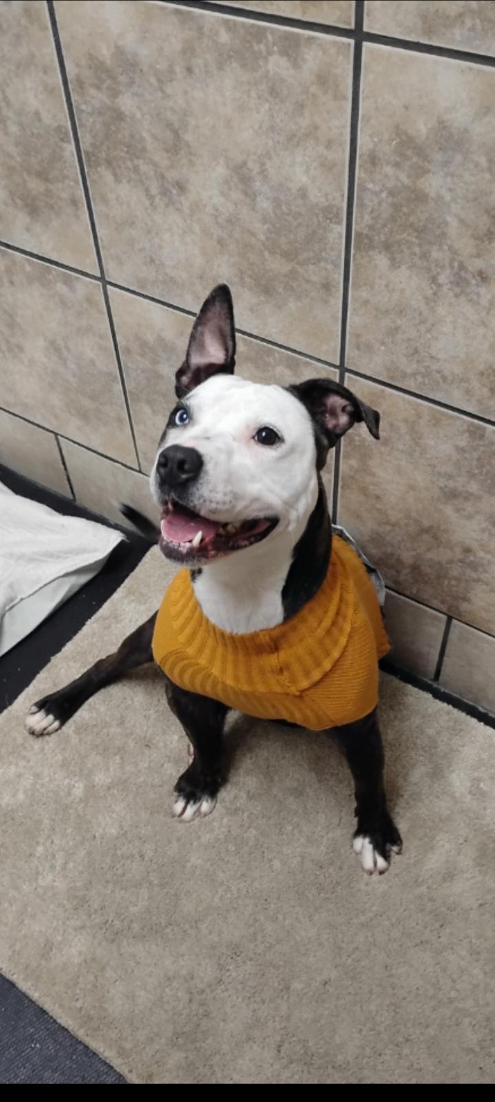 Lana, adopted, Adult Female Australian Cattle Dog / Blue Heeler.