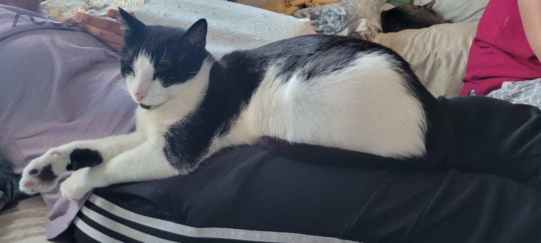 Myoko , Adoptable, Adult Male Domestic Short Hair.