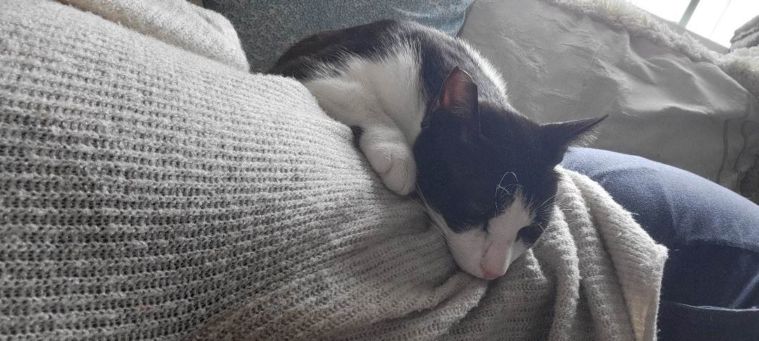 Myoko , a Adoptable Domestic Short Hair in Orange, CA image 2/12