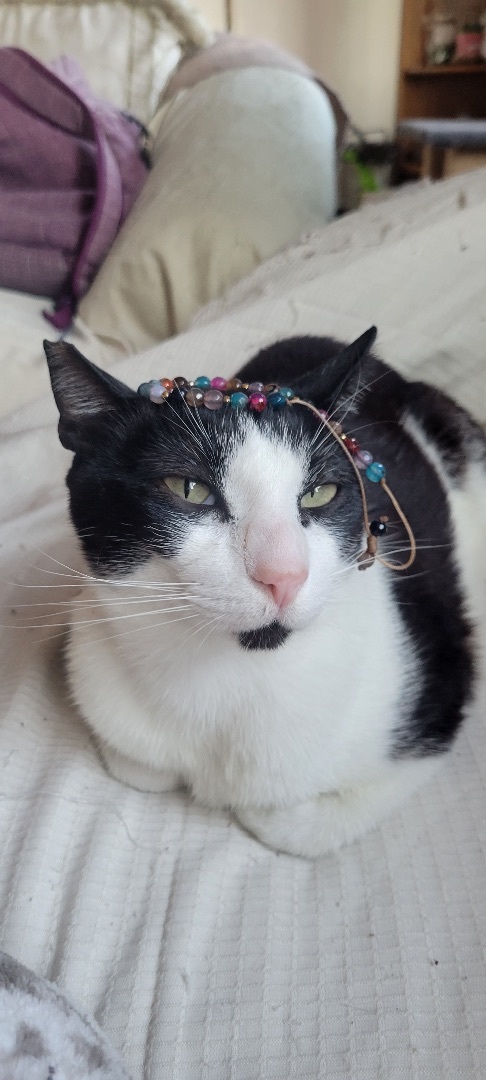 Myoko , a Adoptable Domestic Short Hair in Orange, CA image 3/12