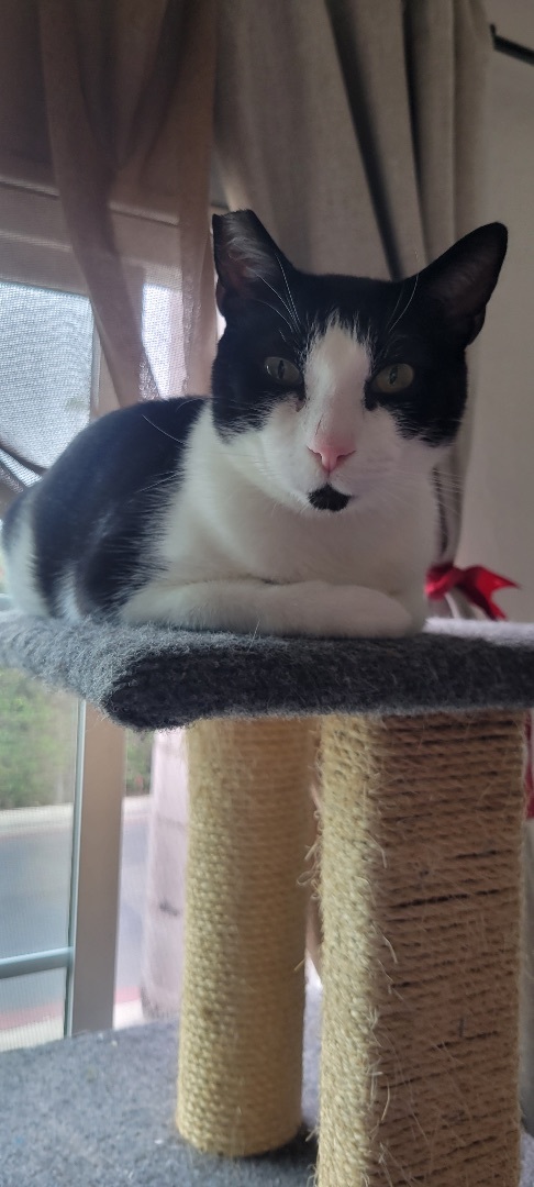 Myoko , a Adoptable Domestic Short Hair in Orange, CA image 4/12