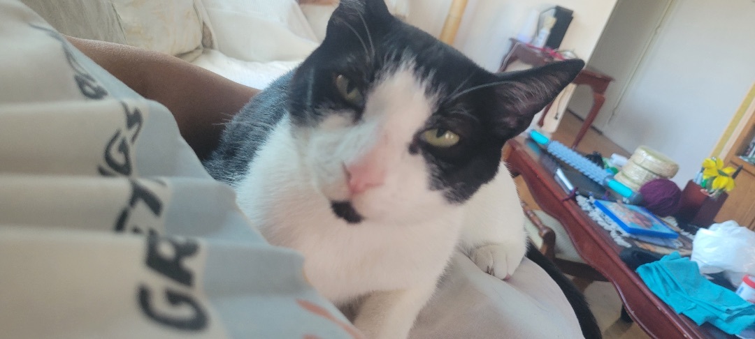 Myoko , a Adoptable Domestic Short Hair in Orange, CA image 5/12