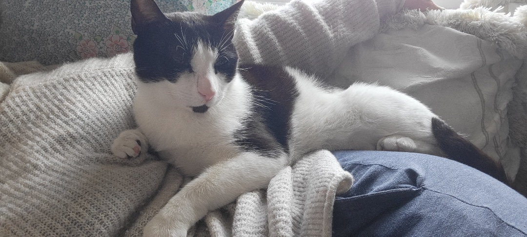 Myoko , a Adoptable Domestic Short Hair in Orange, CA image 6/12