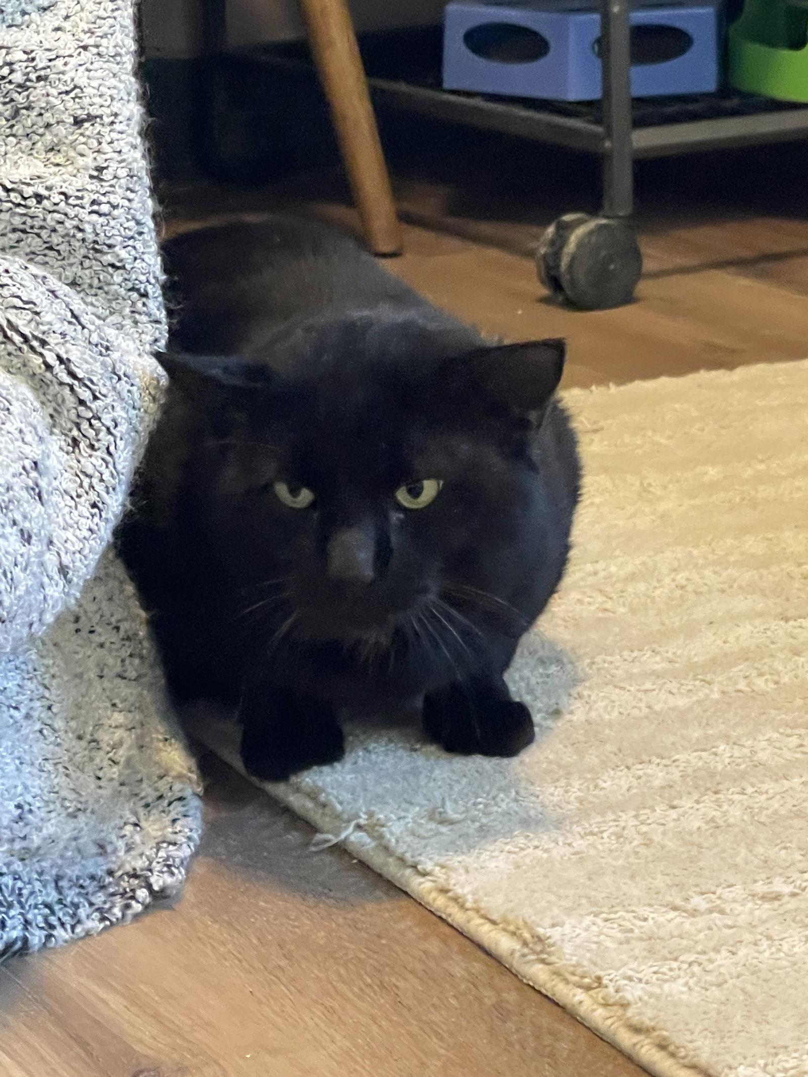 Enlarge Sampson, a Adoptable Domestic Short Hair in Ocala, FL image 1/3