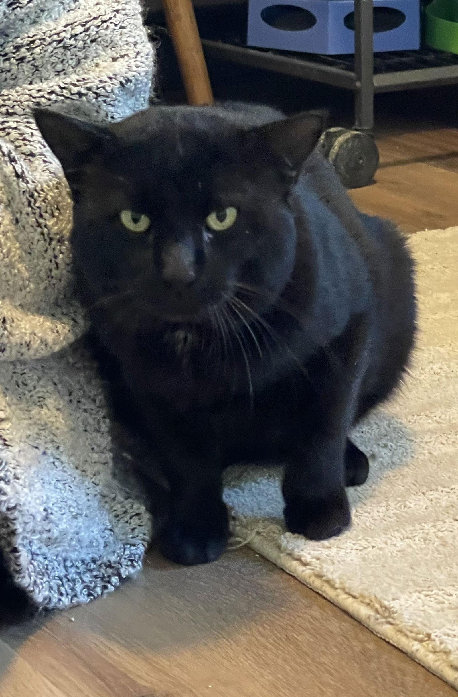 Enlarge Sampson, a Adoptable Domestic Short Hair in Ocala, FL image 2/3