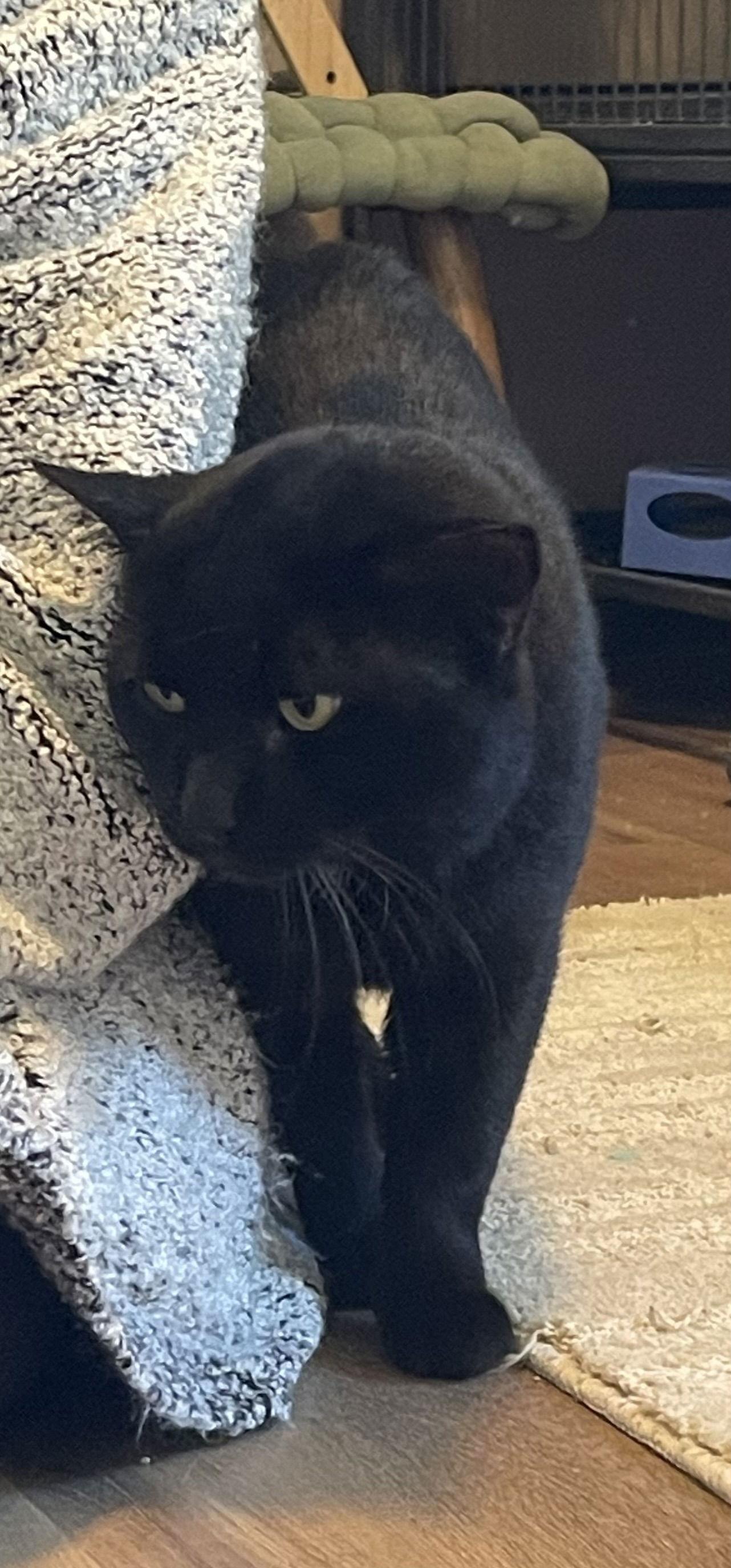 Sampson, Adoptable, Adult Male Domestic Short Hair.