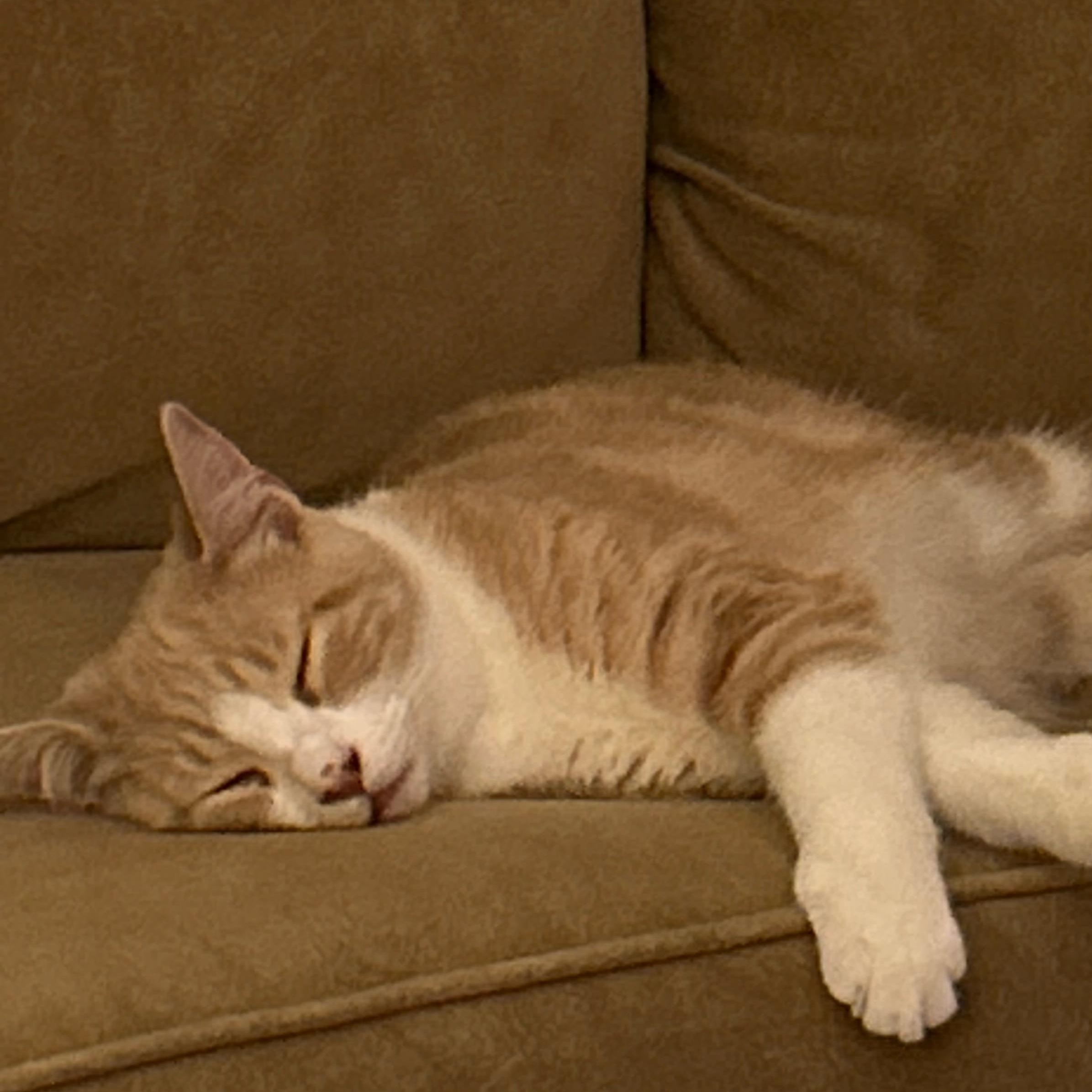 Enlarge Sebastian, a Adoptable mixed breed in Andover, MN image 3/4