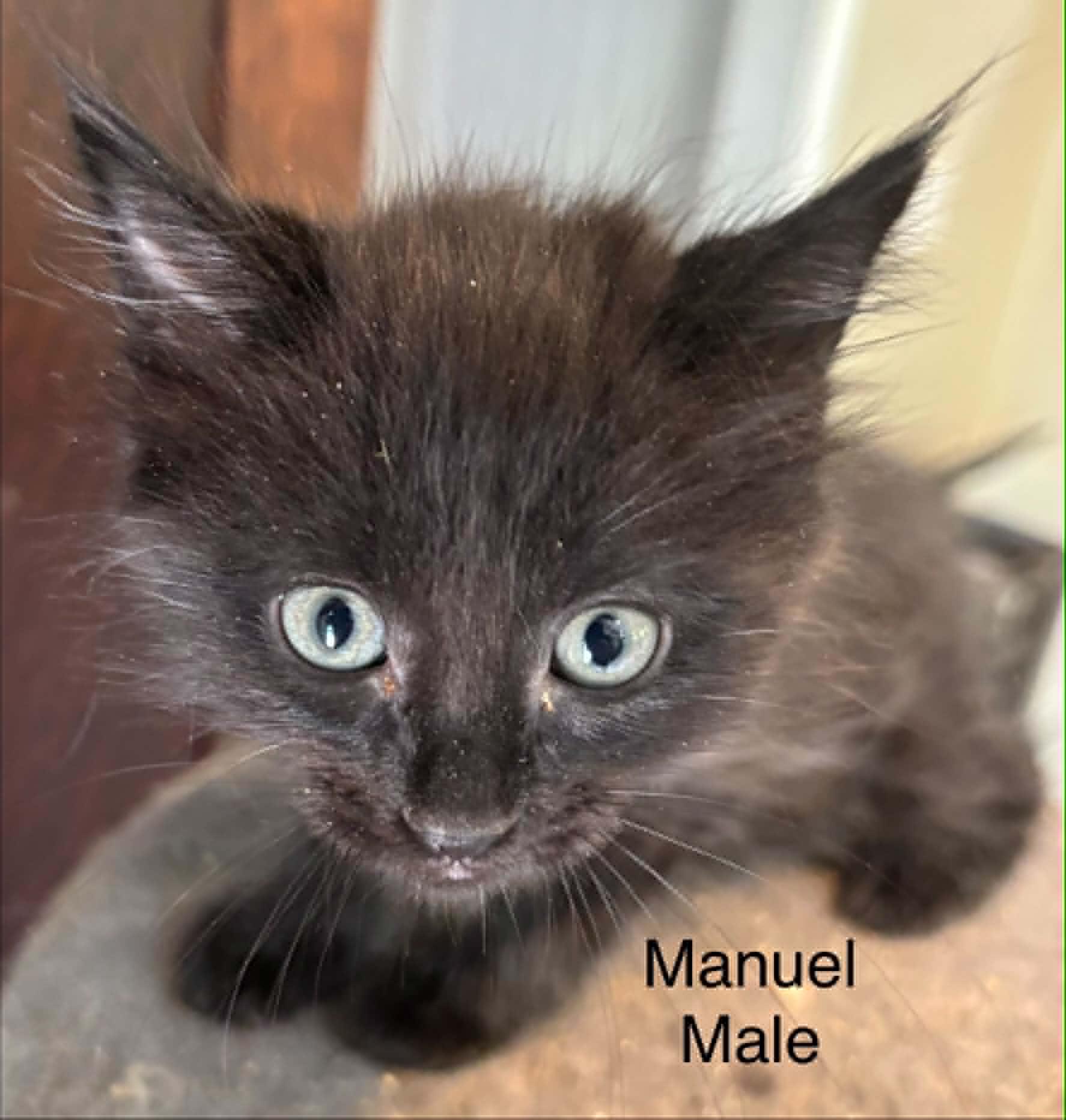 Manuel, Adopted, Young Male Domestic Short Hair.