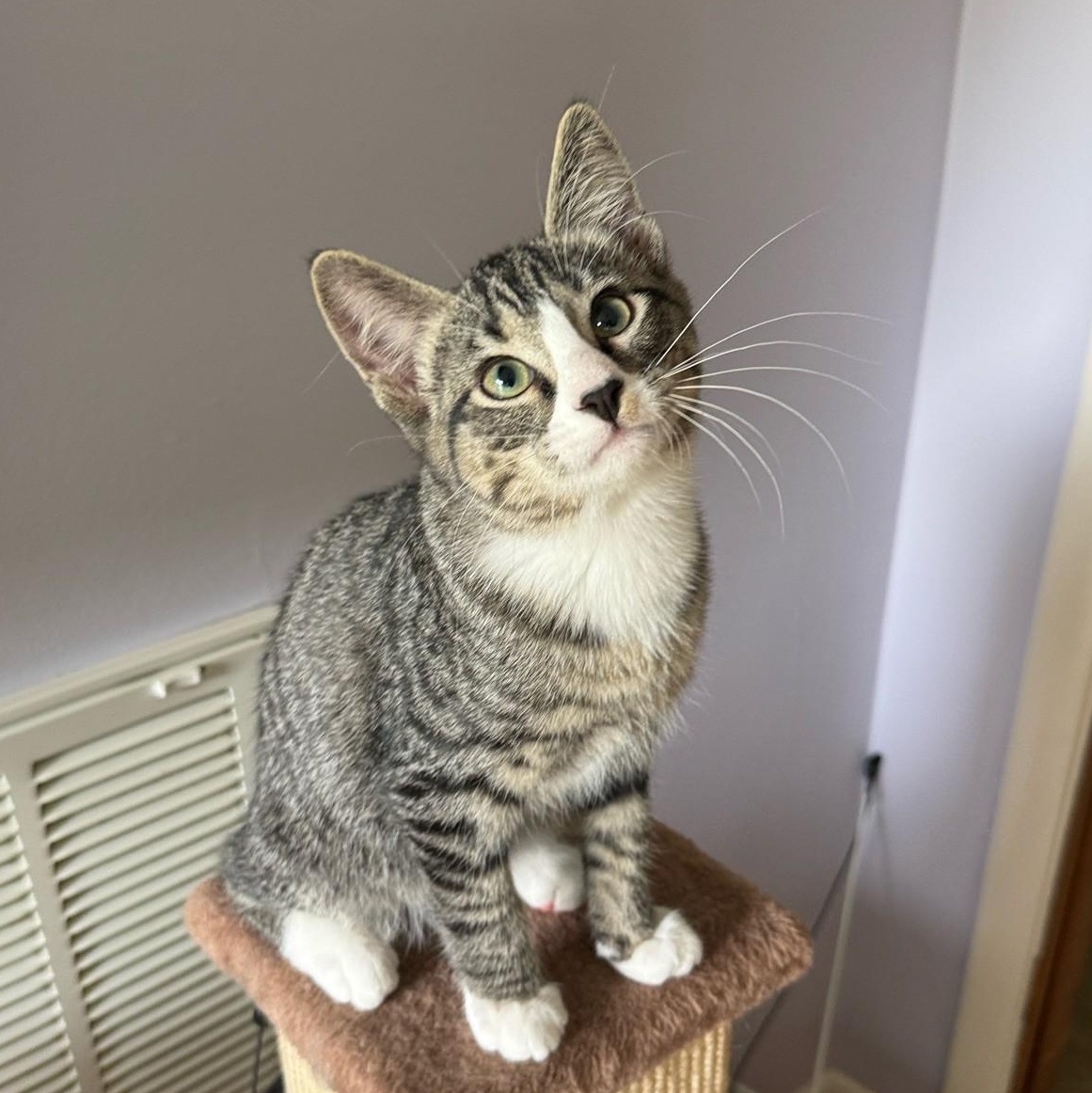 Enlarge Dunkin, a Adoptable Domestic Short Hair in Murfreesboro, TN image 1/1