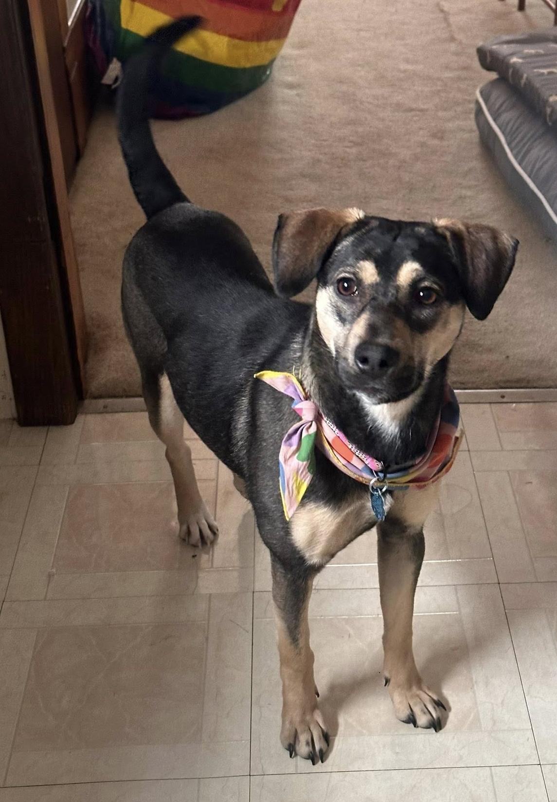 Enlarge Punky, a Adopted mixed breed in Elkins, WV image 3/3