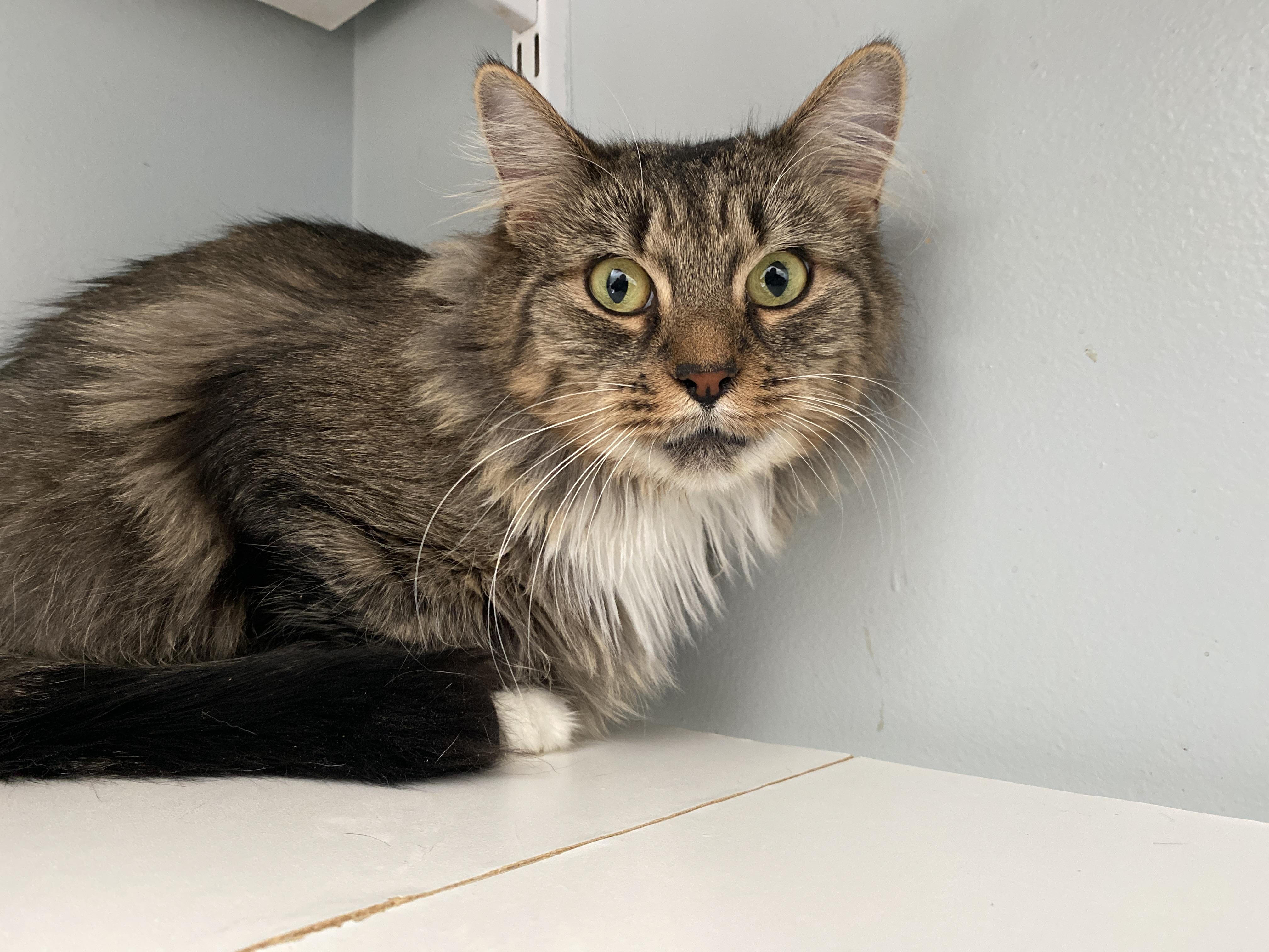 Apple Crisp, Adoptable, Adult Female Domestic Medium Hair.