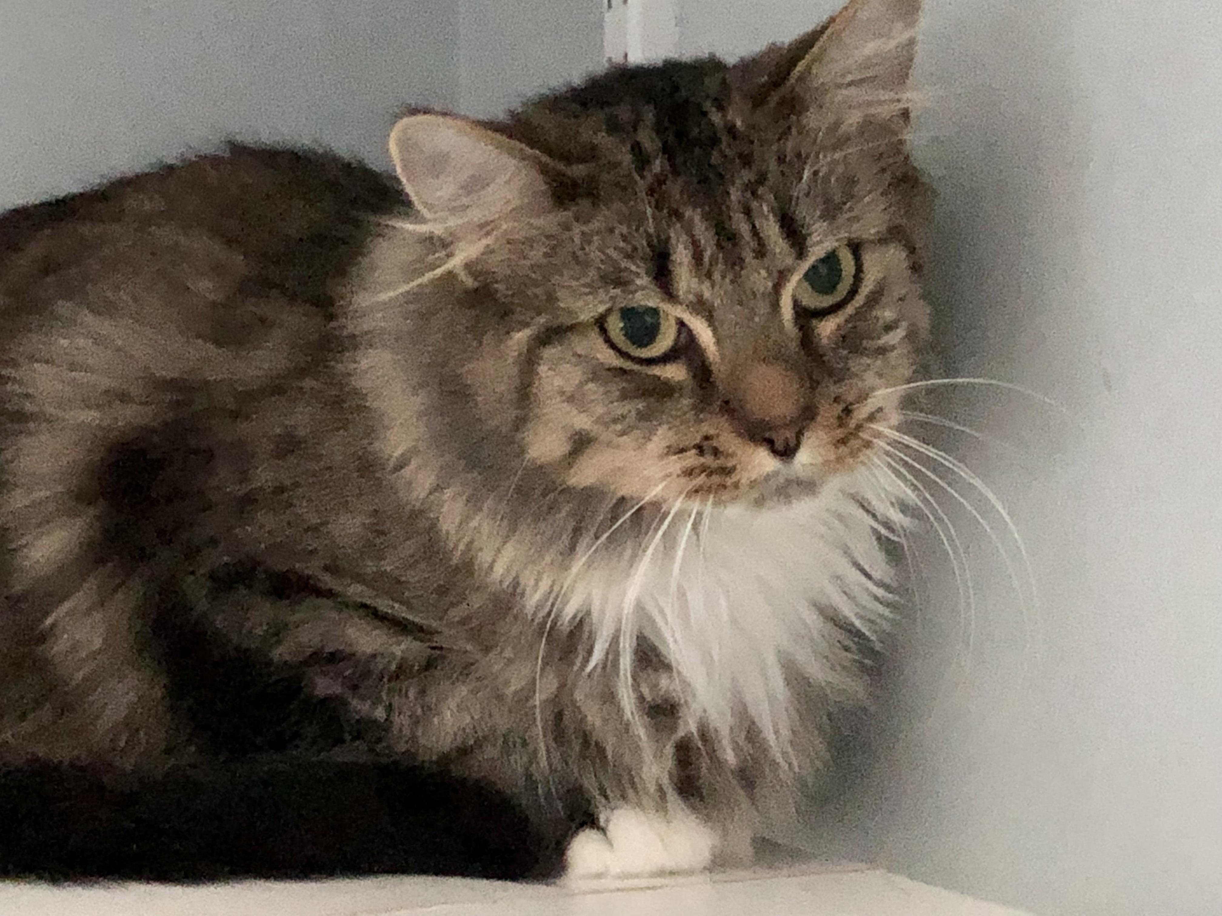 Apple Crisp, Adoptable, Adult Female Domestic Medium Hair.