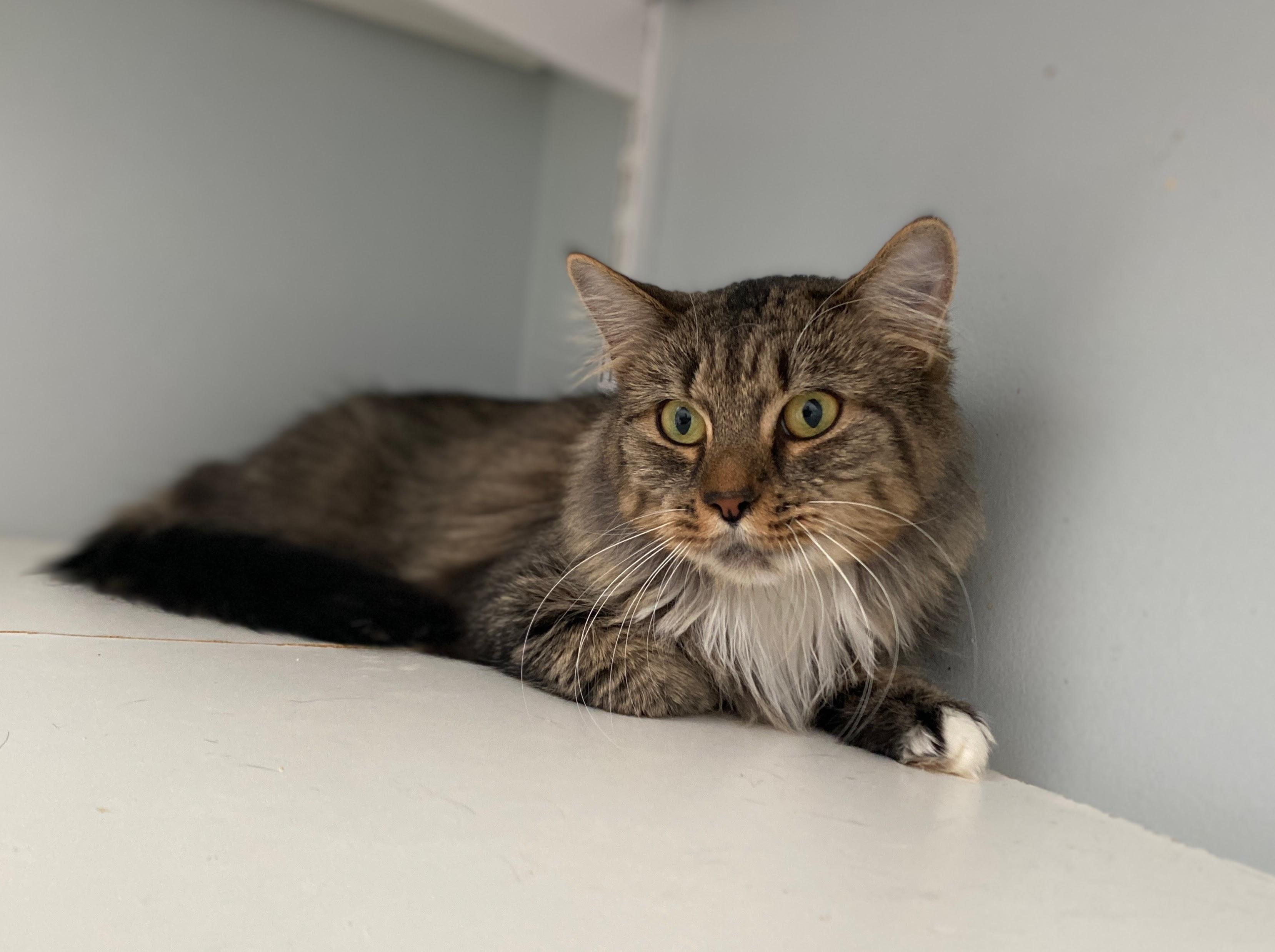 Enlarge Apple Crisp, a Adoptable Domestic Medium Hair in Salisbury, MA image 2/5