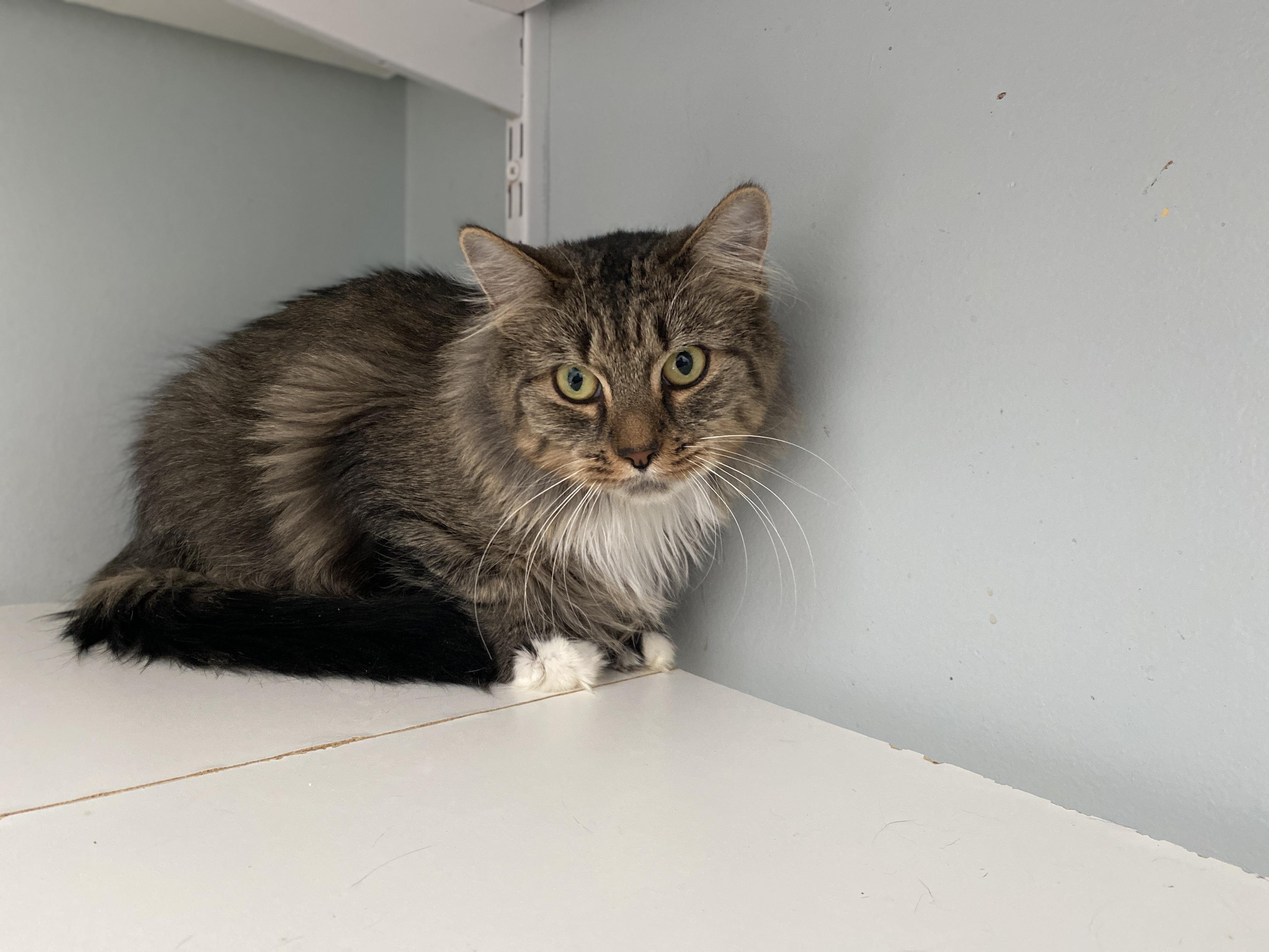 Enlarge Apple Crisp, a Adoptable Domestic Medium Hair in Salisbury, MA image 4/5