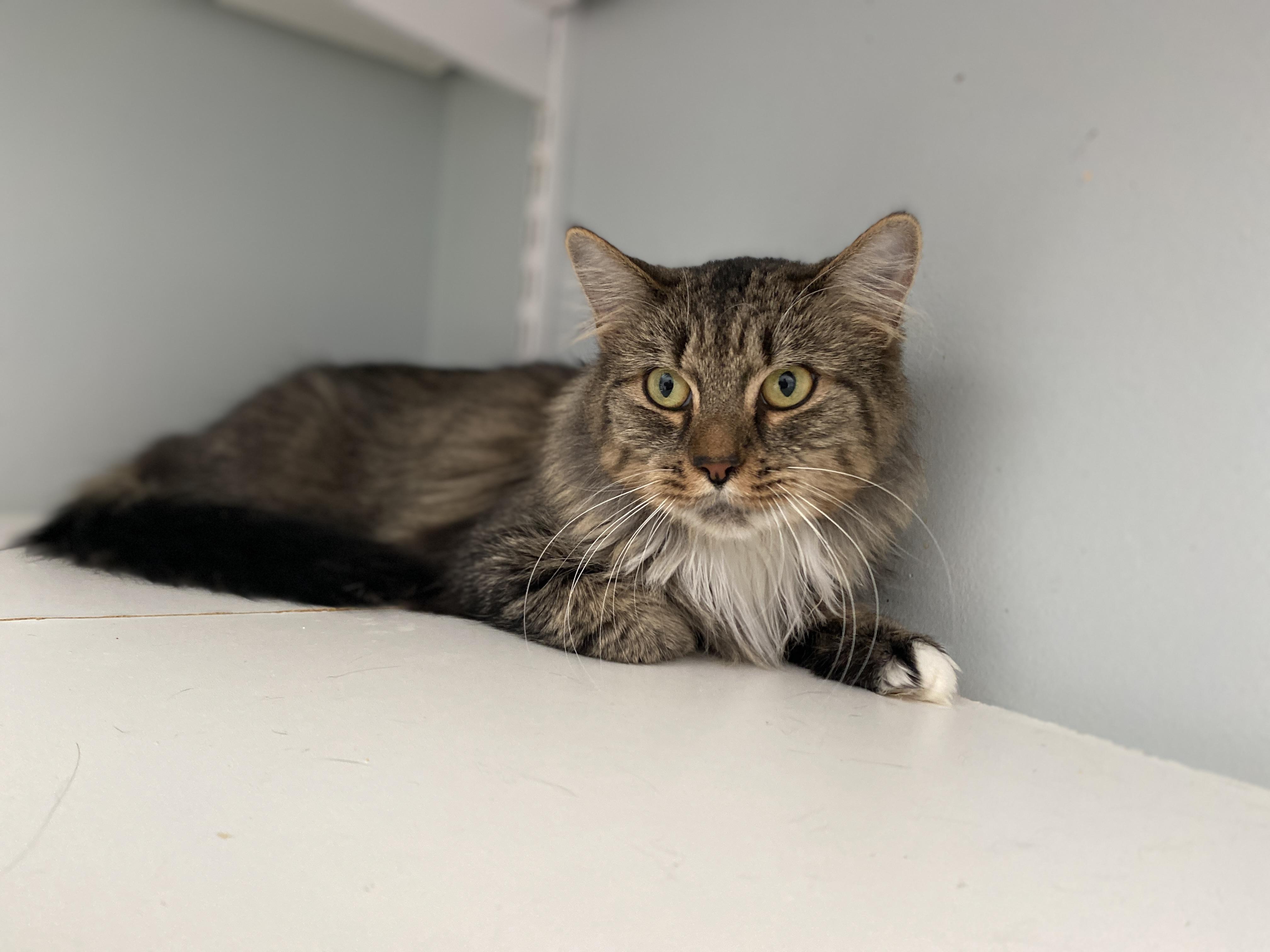 Enlarge Apple Crisp, a Adoptable Domestic Medium Hair in Salisbury, MA image 3/5