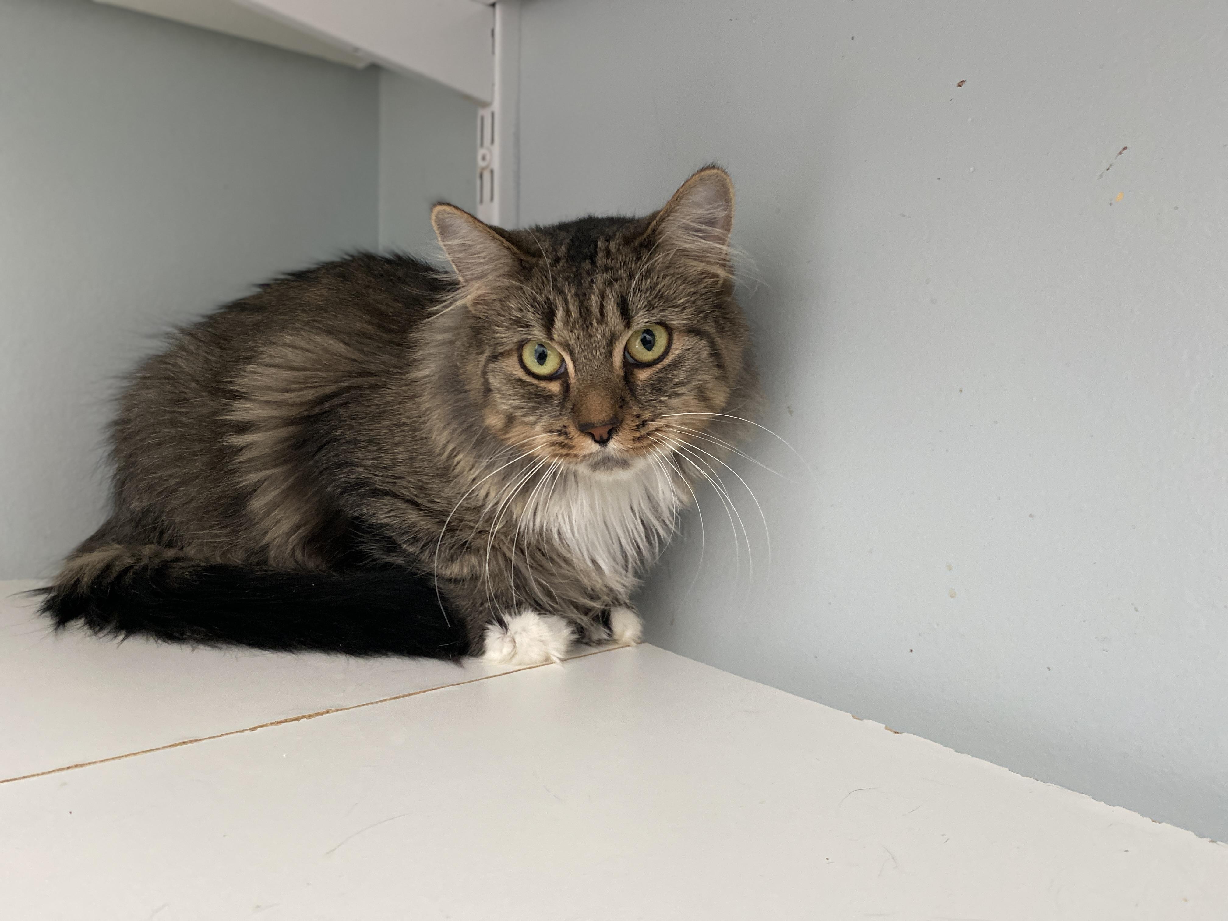 Enlarge Apple Crisp, a Adoptable Domestic Medium Hair in Salisbury, MA image 5/5