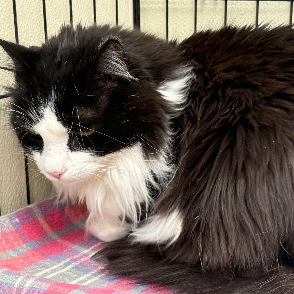 Fuzz Ball thumbnail 4